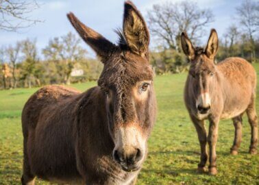 5 Things You Need to Know About Donkey Rides