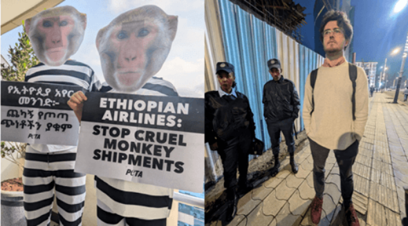 PETA Campaigner Arrested in Ethiopia for Helping Monkeys