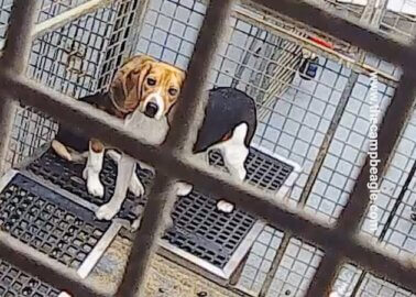 Shocking Video Exposes Factory Pumping Out Beagle Puppies for Experiments