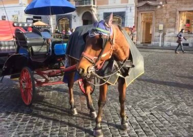 Brussels Bans Horse-Drawn Carriages!