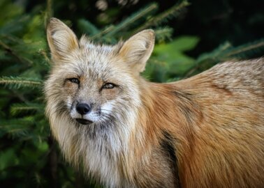 Fashion Group Max Mara Finally Bans Fur