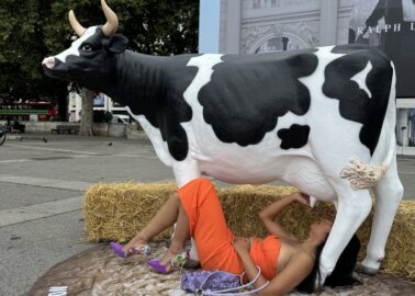 UDDERly Gross: PETA Activists Suck ‘Milk’ From ‘Cow’s Udder’