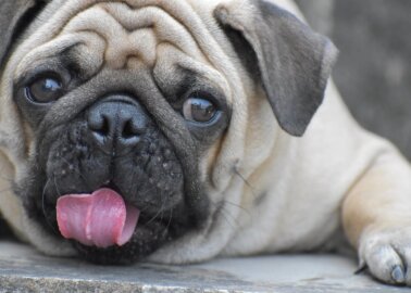 5 Reasons Not to Buy a Pug