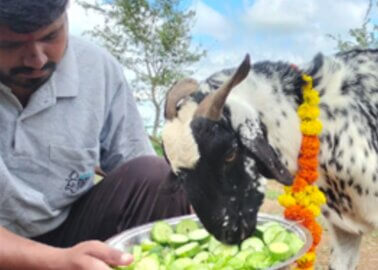 Watch Now: Diwali Celebrations With Rescued Animals at PETA-Supported Sanctuaries