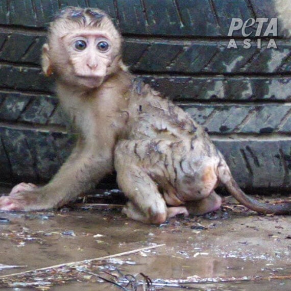 Help Baby Monkeys Abused in Thai ‘Training Schools’