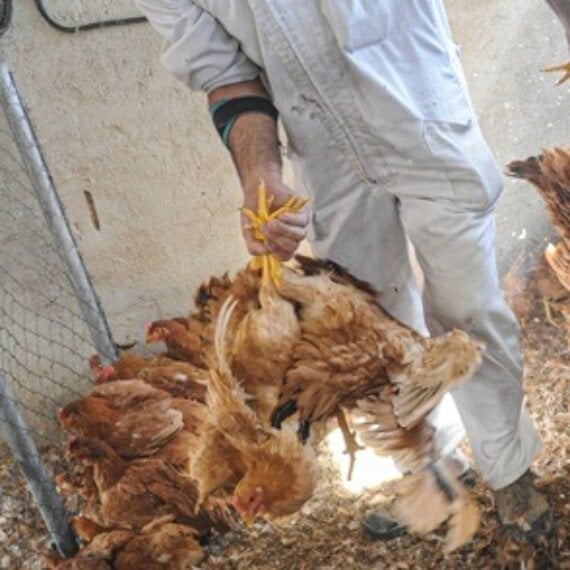 Urgent Action: Tell Defra Not to Let Chickens Down!