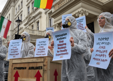 PETA Urges Ethiopian Airlines to Stop Flying Monkeys to Laboratories