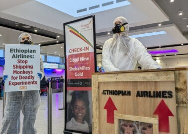 PETA Urges Ethiopian Airlines to Stop Flying Monkeys to Laboratories