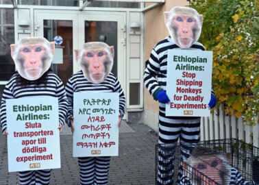 PETA Urges Ethiopian Airlines to Stop Flying Monkeys to Laboratories