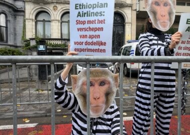 PETA Urges Ethiopian Airlines to Stop Flying Monkeys to Laboratories