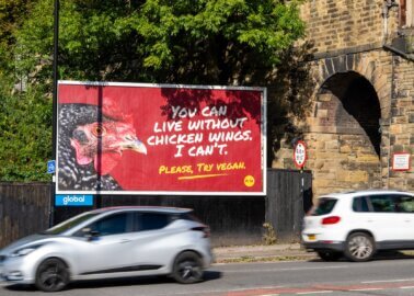 Wing Fest? Giant Chicken Has a Message for Sheffield Festival-Goers