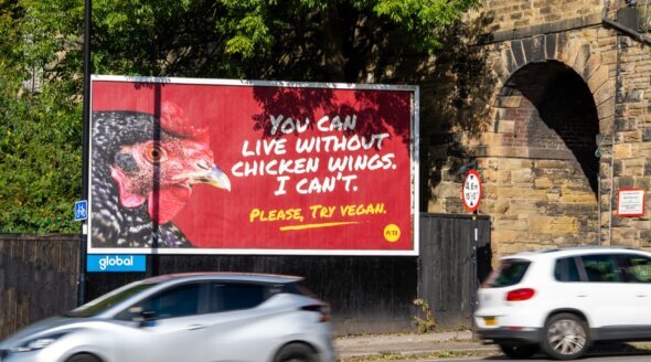 Wing Fest? Giant Chicken Has a Message for Sheffield Festival-Goers