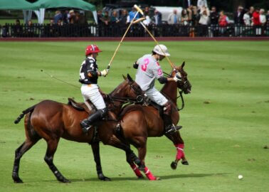 Injuries, Illnesses, Deaths: Why Polo Is Hard on Horses