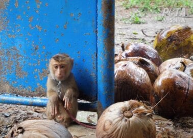 Exposed: Thai Coconut ‘Schools’ Abuse Baby Monkeys