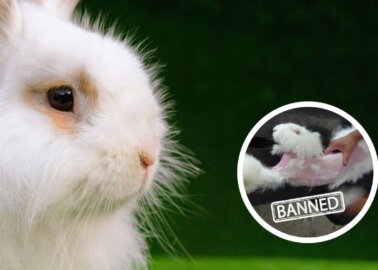 Good News for Rabbits! Maison Margiela Bans Angora