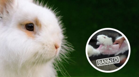 Good News for Rabbits! Maison Margiela Bans Angora