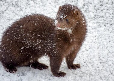 Good News! Romania Bans Mink and Chinchilla Fur Farms