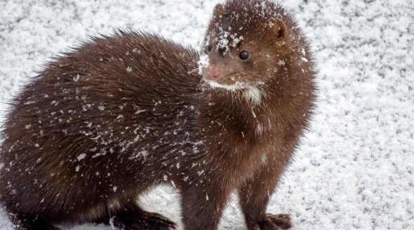 Good News! Romania Bans Mink and Chinchilla Fur Farms