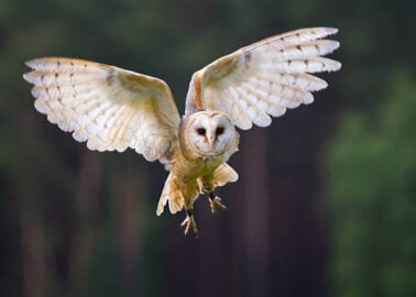 Watch Now: Shocked Londoners Try ‘Owl Meat’ Samples