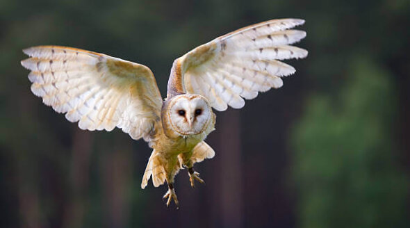 Watch Now: Shocked Londoners Try ‘Owl Meat’ Samples