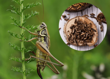 Why Eating Insects for Protein Is a Terrible Idea