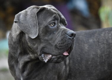 Reasons to Never Buy a Cane Corso