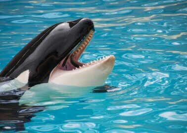 Orca Keto Dies at Loro Parque