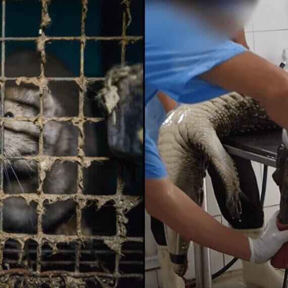 Urge Milan and Paris Fashion Weeks to Ban Fur and Wildlife Skins!