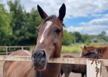 A journey like no other: Join us to meet animals around the world who’ve been helped by PETA’s Global Compassion Fund!