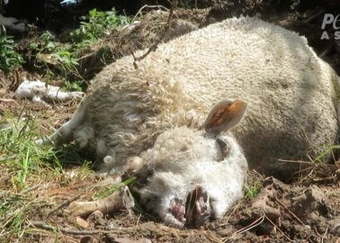 New Zealand ‘Ethical’ Wool Exposed as Cruel Scam