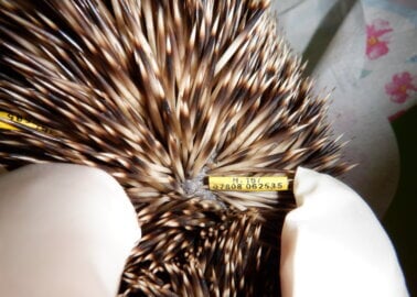 Why Tagging Hedgehogs Is Dangerous to Them