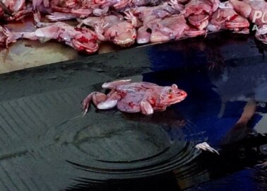 Frogs Skinned Alive for the Meat Industry