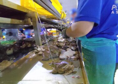 Frogs Skinned Alive for the Meat Industry