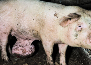 Piglets Rot on Farms Linked to Parma Ham