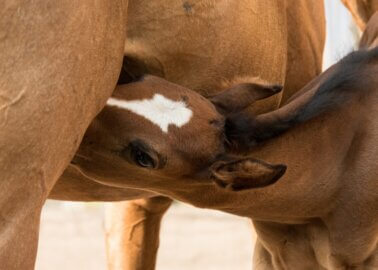 Why Horse Milk Isn’t for Humans