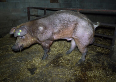 VIDEO: Boars Kicked in Testicles at Red Tractor–Approved Farm