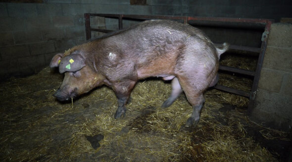 VIDEO: Boars Kicked in Testicles at Red Tractor–Approved Farm