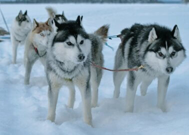 Dog Sledding Tours: 5 Things You Need to Know