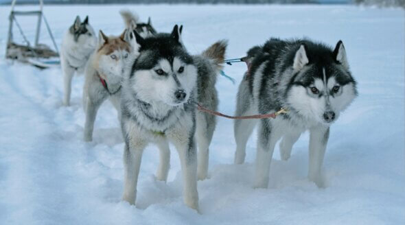 Dog Sledding Tours: 5 Things You Need to Know