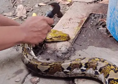 New Video: Pythons Skinned Alive for Snakeskin Accessories