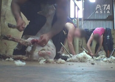 Help Sheep: Tell IKEA to Drop Wool