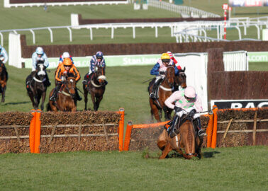 Cheltenham Cruelty – Five Reasons to Rethink the Races