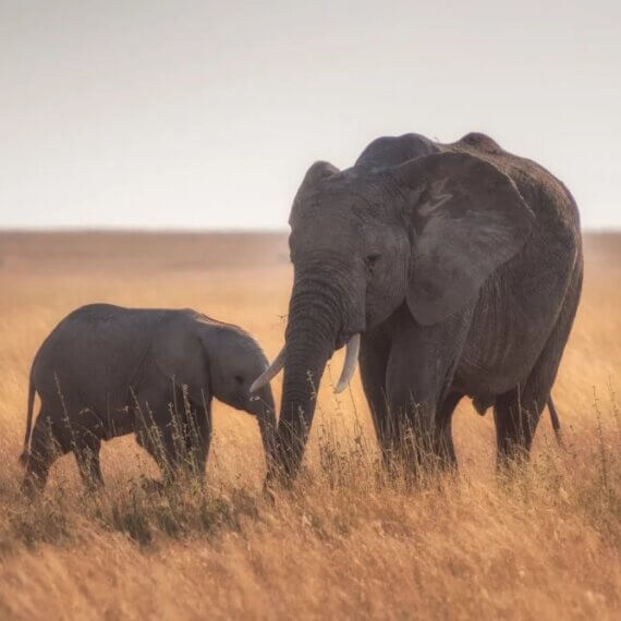 Elephant Riding and Activities