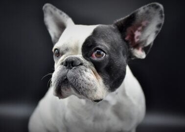 8 Reasons to Never Buy a French Bulldog