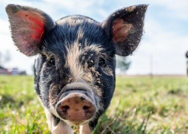 Good News! The European Respiratory Society Ends Live Animal Use After PETA US Push