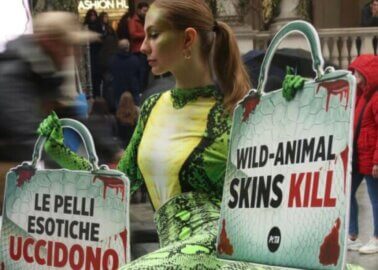 Reptiles Killed for Fashion: Milan Fashion Week Protest Explained