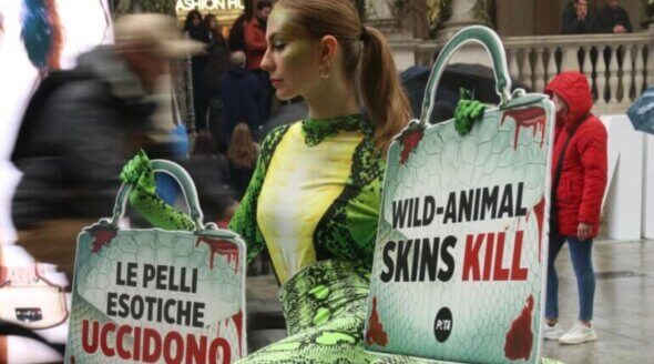 Reptiles Killed for Fashion: Milan Fashion Week Protest Explained