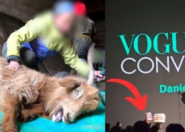 PETA Calls Out Burberry’s Daniel Lee at ‘Vogue’ Event Over Use of Cruel Cashmere