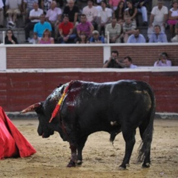 Help Stop Bullfighting in Mallorca!