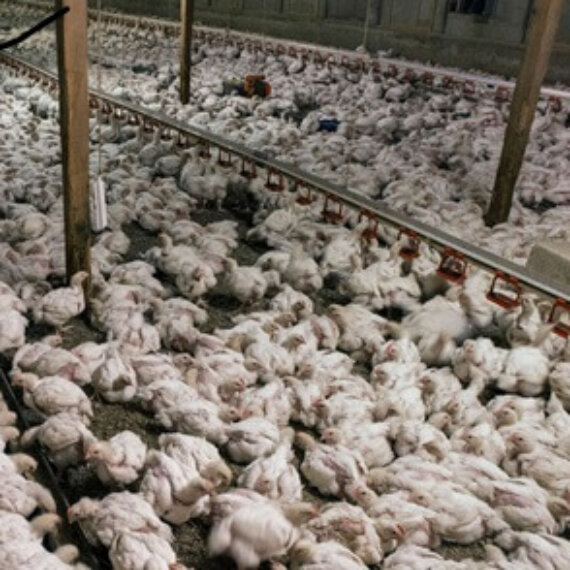 Help Stop Lincolnshire Chicken Farm Plans to Kill 500,000 Birds Per Year